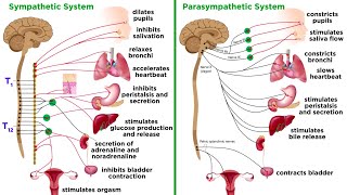 The Autonomic Nervous System Sympathetic and Parasympathetic Divisions [upl. by Lilas]