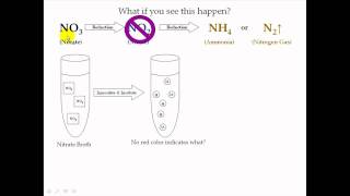 Nitrate Test [upl. by Htial371]