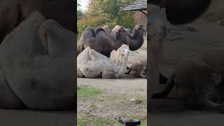 Bactrian Camels [upl. by Celina530]