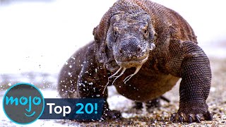 Top 20 Greatest Animal Predators [upl. by Belak]