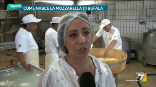 Come nasce la mozzarella di bufala [upl. by Phaedra]