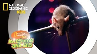 Rat Genius  Awesome Animals [upl. by Nylauqcaj]