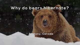 Why do bears hibernate [upl. by Navac545]