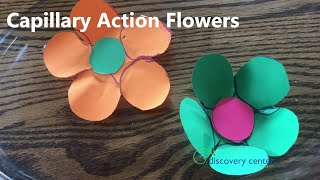 Capillary Action Flowers Discovery Center Playful Learning at Home [upl. by Wallack]