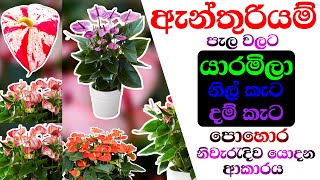 Anthurium fertilizer ඇන්තුරියම් පොහොර Anthurium pohora Anthurium wagawa sinhala [upl. by Bowden]