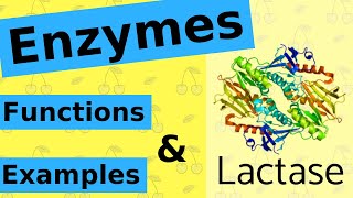 What are Enzymes amp How Do They Work [upl. by Trula]