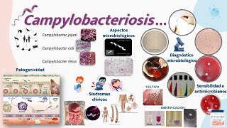 Campylobacter [upl. by Buschi115]