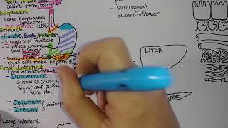 Digestive System  Summary [upl. by Clorinde]