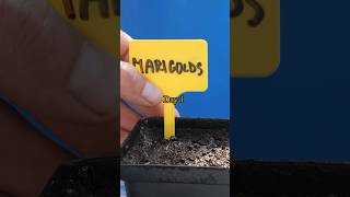 Marigold Growing From Seed  45 Days Time Lapse [upl. by Neville]