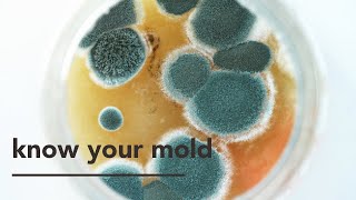 Trichoderma Fungi Some Surpising Facts [upl. by Annnora]