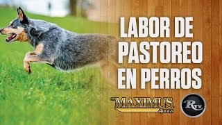 🐕 ⚠️ Pastor Ganadero Australiano TRABAJANDO  Pastor Australiano Arreando Ganado RysolTV [upl. by Cassius]