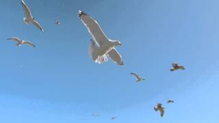 Seagulls In Flight 1080HD [upl. by Dayir]