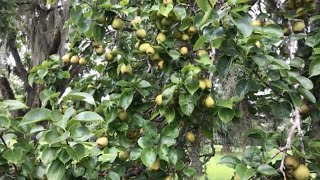 69 How To Make A Pear Tree From A Cutting [upl. by Atwater524]