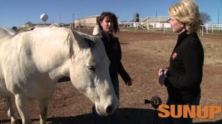 Horses Breeding amp Foaling 13115 [upl. by Savill459]