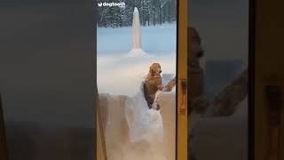 Golden Retrievers Dive Into 40 Inches of Snow  Dogtooth Media [upl. by Nongim]