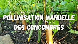 LA POLLINISATION MANUELLE DES CONCOMBRES [upl. by Herta704]