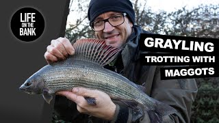 GRAYLING FISHING  TROTTING WITH MAGGOTS [upl. by Aleacim]