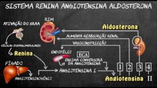 Sistema renina angiotensina aldosterona [upl. by Haikezeh529]