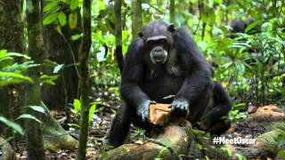 Chimpanzee  Oscars Chimp Diaries Part 2  HD [upl. by Ytsur]