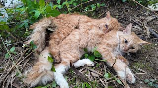 Touching Story About A Family Of Cats Hugging Each Other To Their Last Breath In The Harsh Cold [upl. by Telimay]