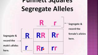 BioLect Punnett Squares P F1 amp F2 generations [upl. by Goltz]