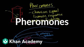 Pheromones  Processing the Environment  MCAT  Khan Academy [upl. by Farmelo]