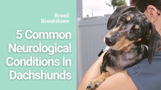 5 Neurological Conditions in Dachshunds [upl. by Cathi]