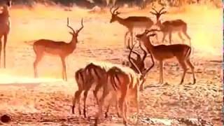 Desert Documentary HD  Kalahari Desert Wildlife [upl. by Helena]