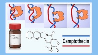 camptothecin [upl. by Sethrida]