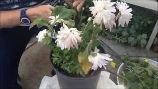 How to Grow Chrysanthemums Winter Tasks Pruning [upl. by Cornel]