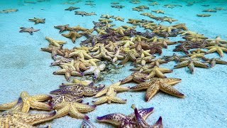 Time lapse North Pacific Starfish [upl. by Ade]