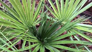 The European Fan Palm  Chamaerops humilis [upl. by Tor925]