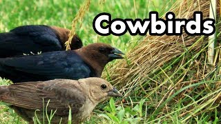 Brownheaded Cowbirds [upl. by Arrimat662]