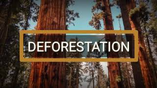 Deforestation Presentation  Causes Effects and Solutions [upl. by Volkan955]