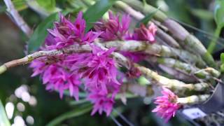 All about the Dendrobium bracteosum  Species Orchid Review [upl. by Herriott]