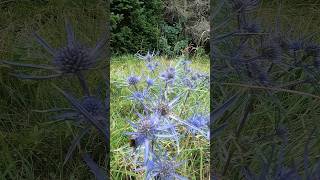 Amethyst Eryngo Eryngium Amethystinum [upl. by Mendive]