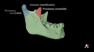 Anatomie de los mandibulaire [upl. by Sucramad]