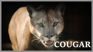 Cougar scream at night in the woods Mountain lion sounds very scary [upl. by Buford]