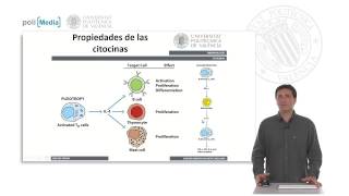 Citocinas caracterísiticas  1018  UPV [upl. by Markus226]