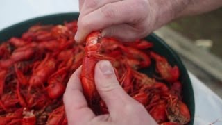 How To Eat a Crawfish [upl. by Nanyt]