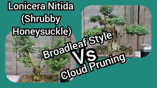 Lonicera Nitida Bonsai Shrubby Honeysuckle Broadleaf Style Vs Cloud Pruning [upl. by Candida]