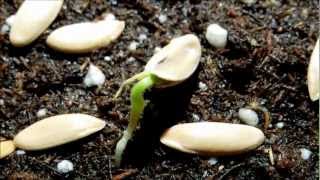 Growing Honeydew Melon from Seeds Days 610 [upl. by Zenda]