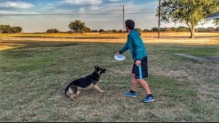 Ultimate Frisbee Dog  Brodie Smith [upl. by Herwin]