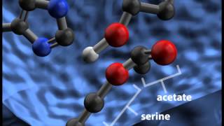 Acetylcholinesterase Cleaving Acetylcholine [upl. by Haroppiz]