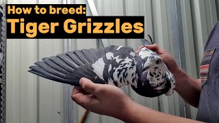 How to breed Black Tiger Grizzle Pigeons [upl. by Alimhaj]