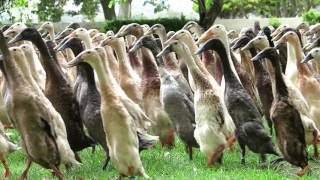 The Runner Duck Parade at Vergenoegd [upl. by Aihsa651]