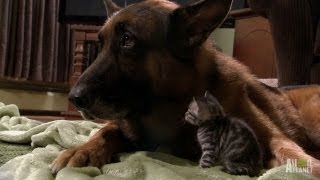 Puppies and Kittens Share Their Love  Too Cute [upl. by Kat822]