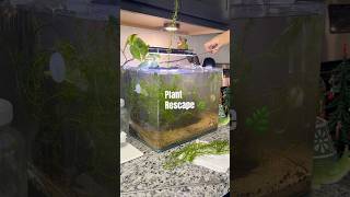 Quick Aquarium Rescape 🪴 [upl. by Eram358]