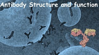 Blood Banking Antibody Identification Panel Interpretation Part 2 [upl. by Anirbys]