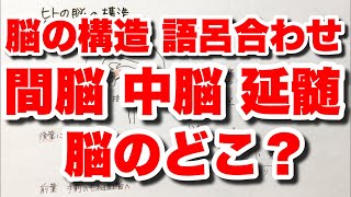 【脳の構造の覚え方】大脳・間脳・中脳・延髄・小脳の位置関係の語呂合わせ 間脳視床下部の神経分泌細胞と脳下垂体前葉・後葉の関係 動物の反応と行動 ゴロ生物 [upl. by Sadirah]